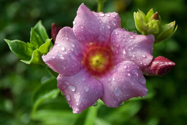 Flor de Allamanda — Fotografia de Stock