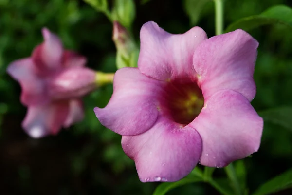 Flor de Allamanda —  Fotos de Stock