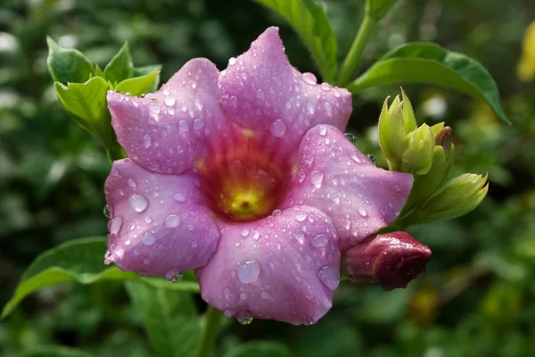 Allamanda λουλούδι — Φωτογραφία Αρχείου