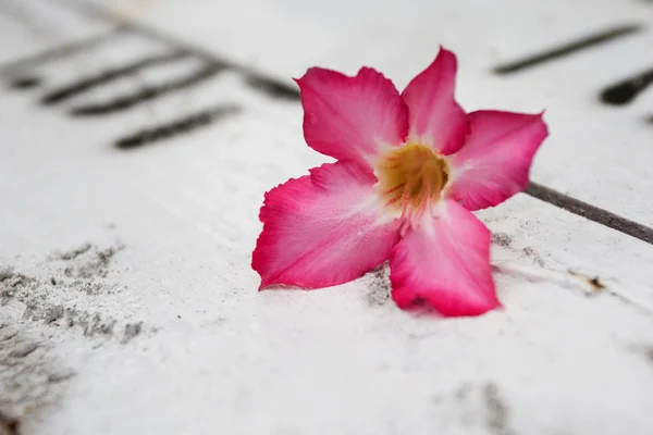 Flor rosa na madeira — Fotografia de Stock