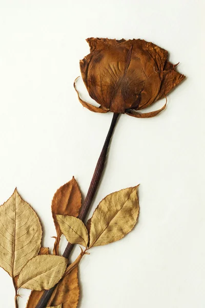 Dried rose — Stock Photo, Image