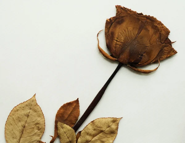 Dried rose — Stock Photo, Image