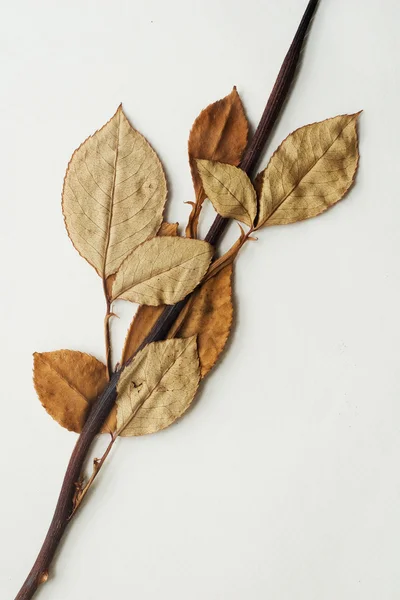 Dry leaves — Stock Photo, Image