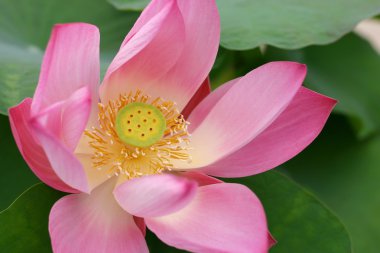 pembe lotus