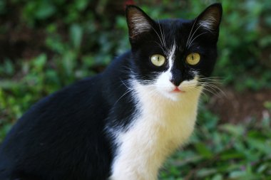 Siyah beyaz kedi