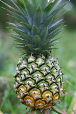 Ananas.