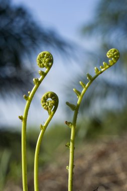 Fiddle Head Fern clipart