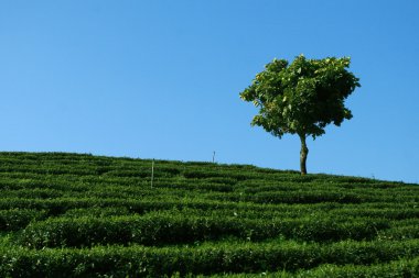 çay plantasyon içinde yalnız ağaç