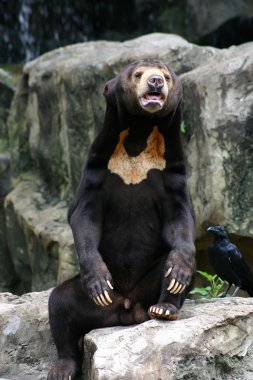 Black Bear in Zoo clipart