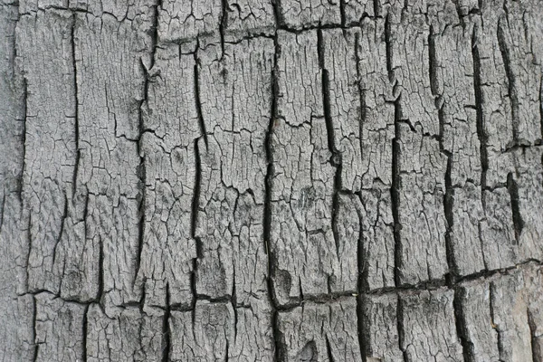 椰子树皮模式 — 图库照片