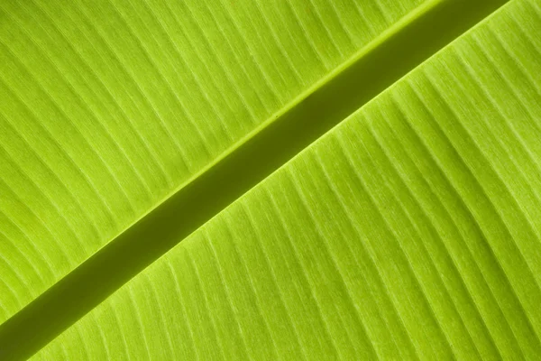 Банановый лист — стоковое фото