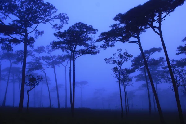 Сосновый лес утром — стоковое фото