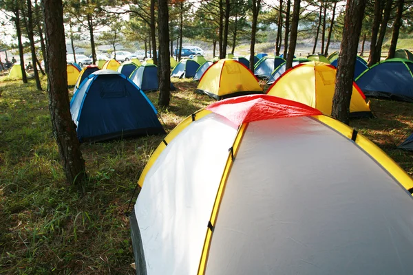 Eine Gruppe Zelte im Kiefernwald — Stockfoto