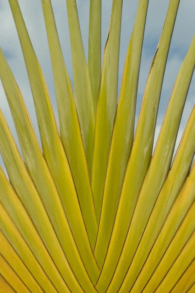 Traveller's Palm — Stockfoto