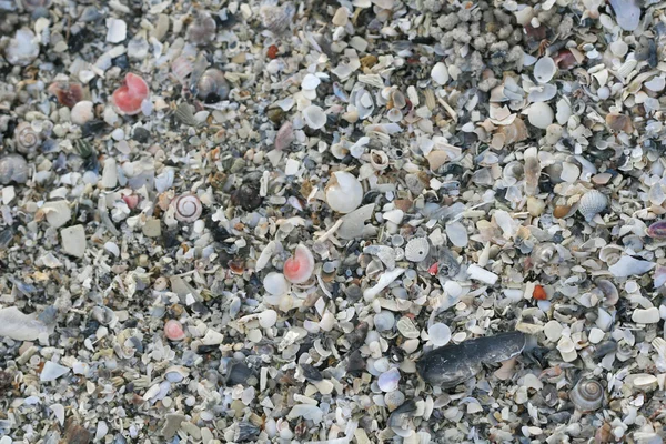 Shells on the Beach — Stock Photo, Image