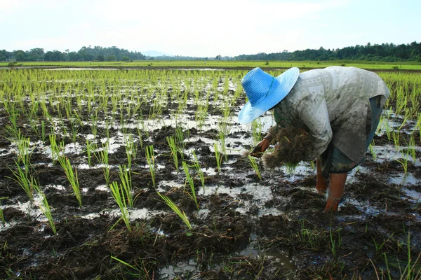 Mezőgazdasági termelő és a rizs mező — Stock Fotó