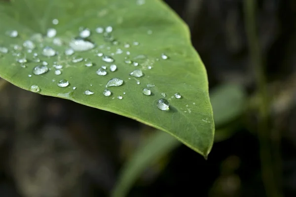 Vattendroppar på löv — Stockfoto