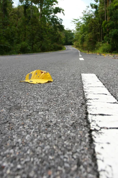 Leaves on Road — Stock Photo, Image