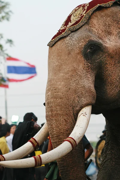 Thai elefant — Stockfoto