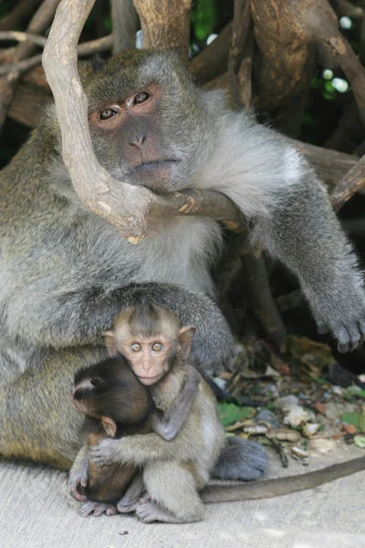 stock image Mother and Son Monkeys