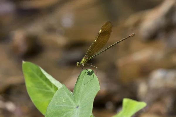 Dragonfly на лист — стокове фото