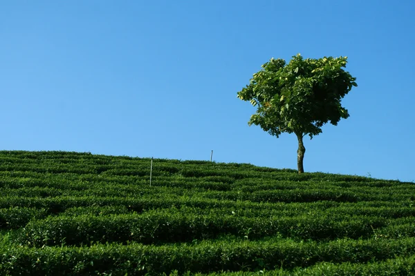 Lonely Tree in tea plantation — Stock Photo, Image