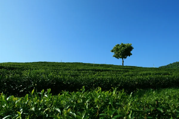 Lonely Tree in tea plantation — Stock Photo, Image