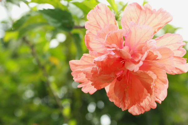 Hibiscus naranja —  Fotos de Stock
