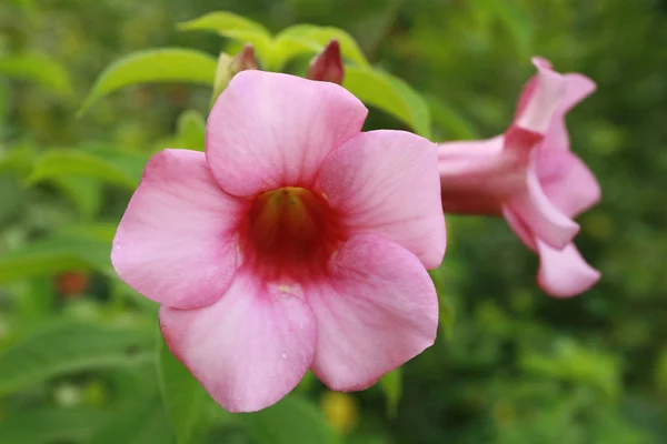 Allamanda-Blüten — Stockfoto