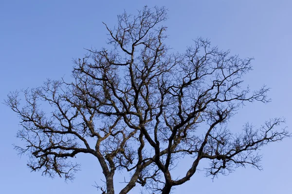 Einen silouettierten Baum — Stockfoto