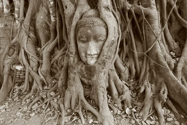 Buda'nın başı, ayuthaya — Stok fotoğraf