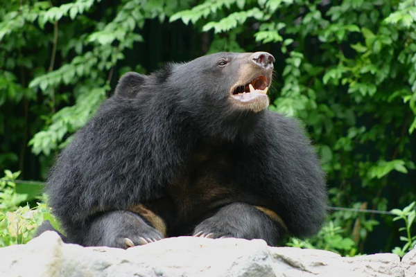Zwarte beer in de dierentuin — Stockfoto