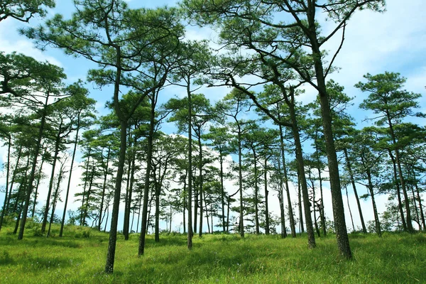 朝の松林は — ストック写真