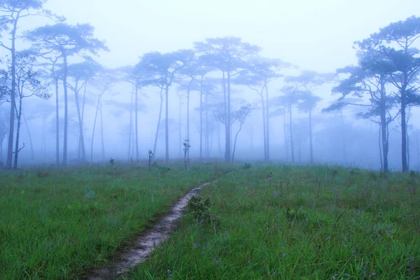朝の松林は — ストック写真