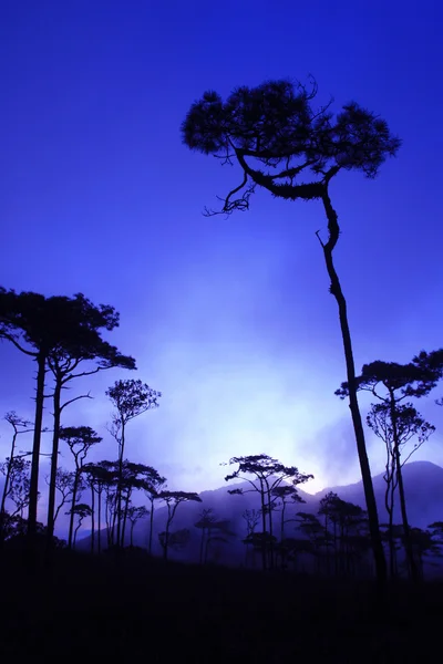 Sabah Çam Ormanı — Stok fotoğraf