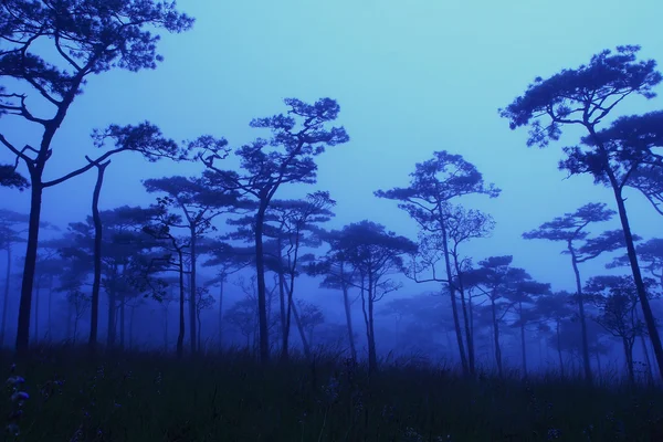 Tallskog på morgonen — Stockfoto