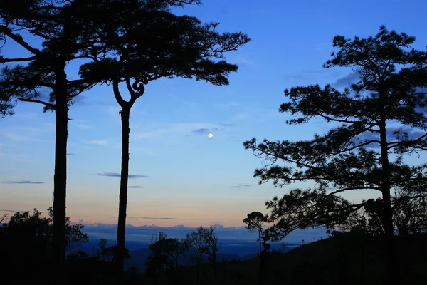 早上的松树林 — 图库照片