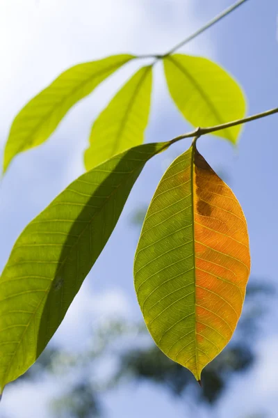 Сонячне світло на листя — стокове фото