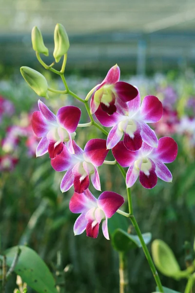 Лиловая орхидея — стоковое фото