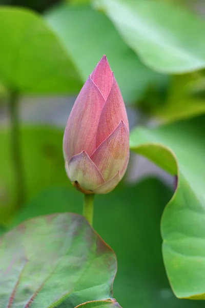 stock image Bud of Lotus Flower