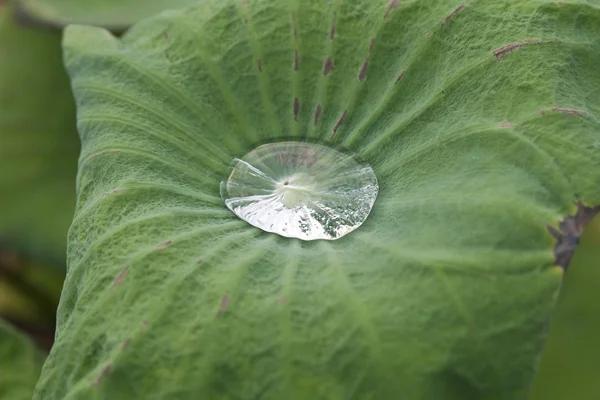 Wasser auf einem Lotusblatt — Stockfoto