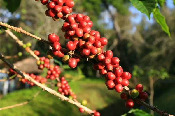 Kaffeebohnen reifen auf Pflanze Stockbild