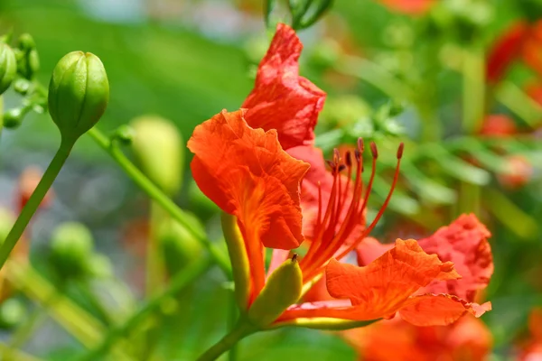 Flor de pavo real rojo — Foto de Stock