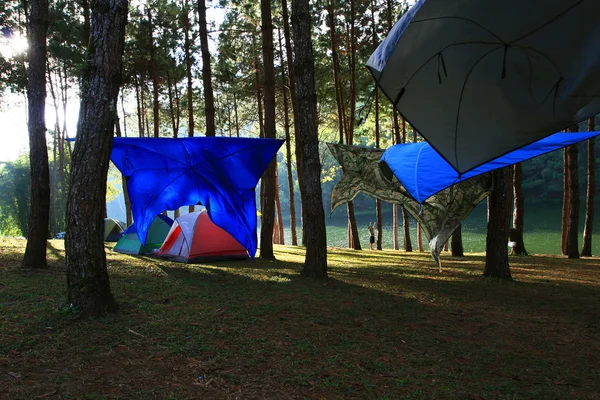 松の森でテント — ストック写真