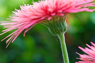 pembe gerbera çiçek