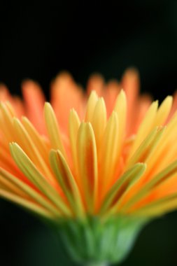 Sarı gerbera çiçek