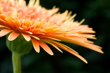 Sarı gerbera çiçek