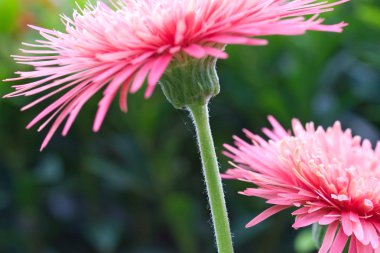 pembe gerbera çiçekleri