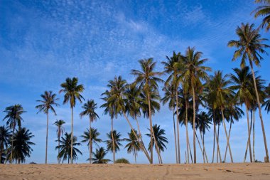 Sahilde hindistan cevizi palmiyeleri
