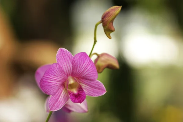 Roze bloemen orchid — Stockfoto